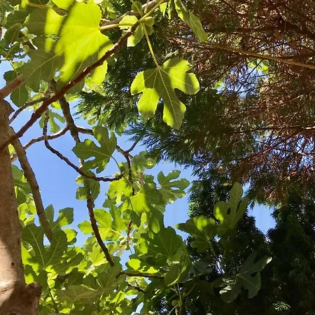 Ana Διαμέρισμα *